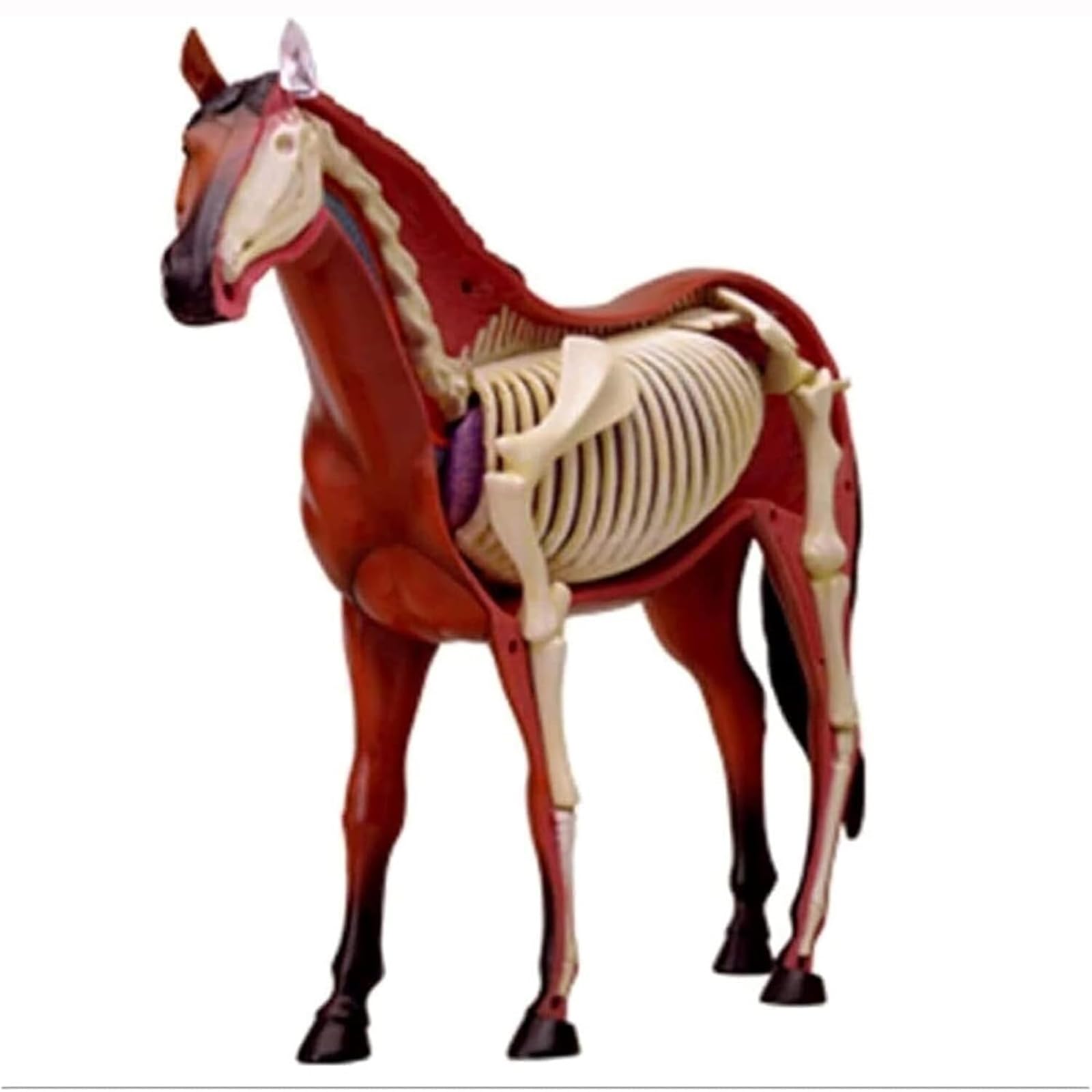 Caballo Órgano Anatomía Enseñanza Modelo Modelo Animal Caballo Anatomía Modelo 4D Visual Órganos Desmontables para Pet Clínica Veterinaria Formación Enseñanza