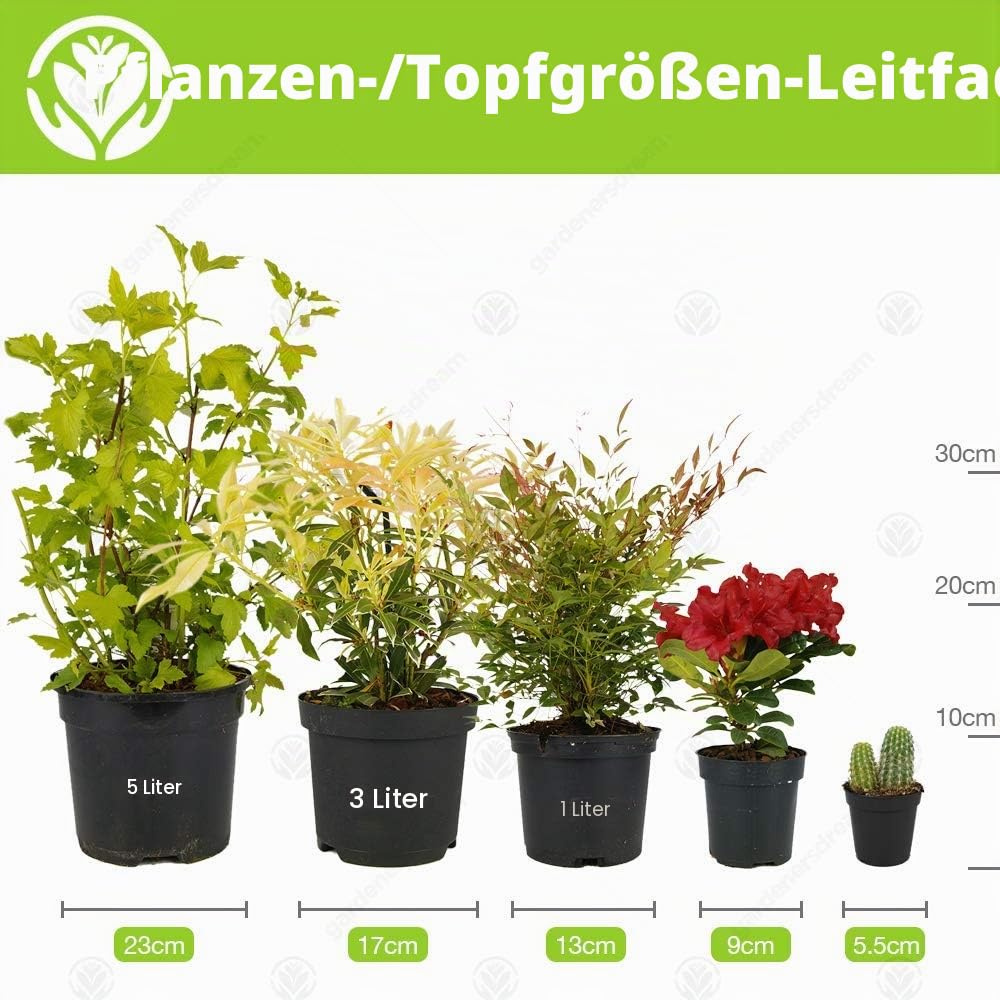 Bonsai Chinesische Ulme – Lebendiger Japanischer Baum mit einer 'S-Form' 1 x 15 cm Schale