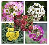 500 semillas Alyssum (Lobularia Maritima Paletta Mix) 100 + semillas de flores Anual CombSH 2B14