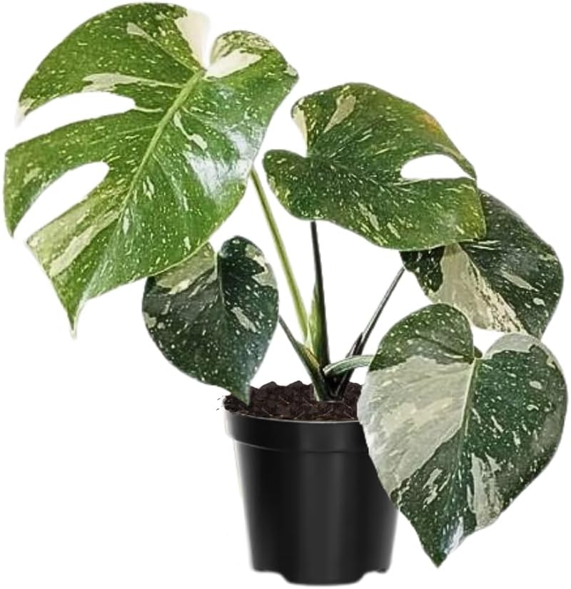 Variegated Monstera Plant Live, Monstera Live Plant from 4 to 6 Inches Tall, House Plant Live Garden