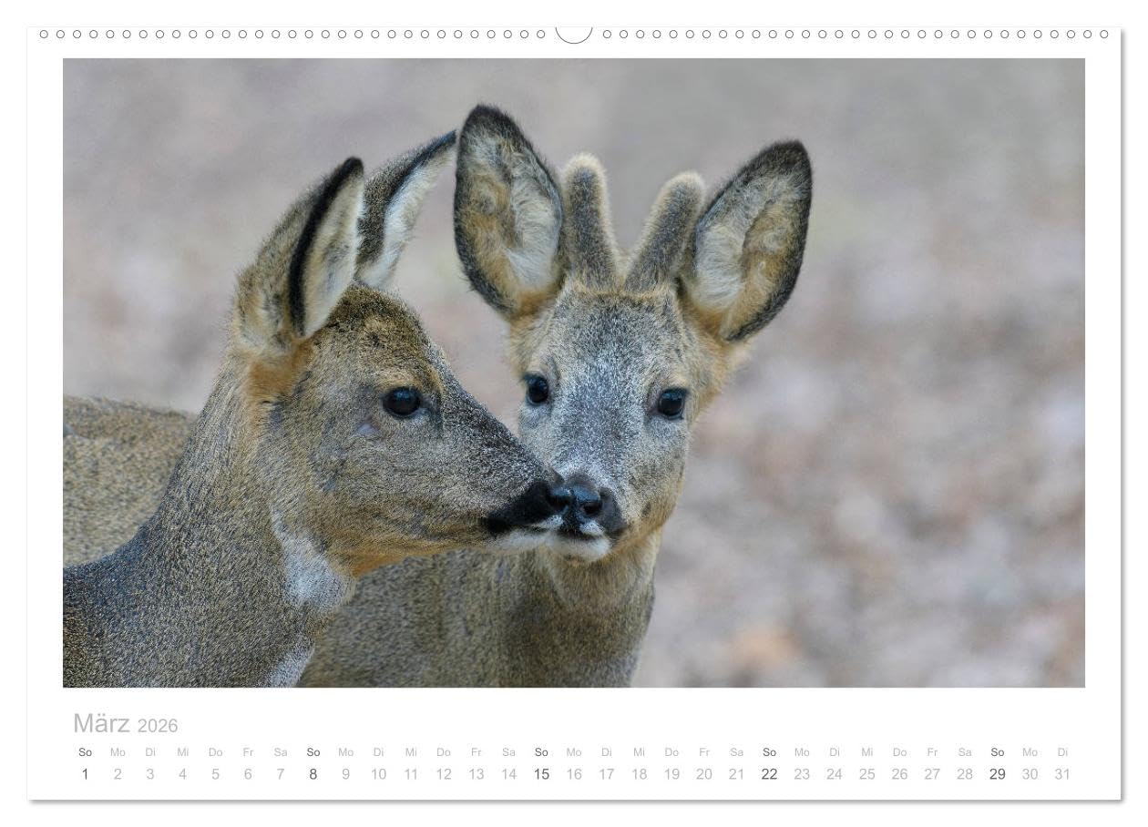Rehwild 2026 (hochwertiger Premium Wandkalender 2026 DIN A2 quer), Kunstdruck in Hochglanz