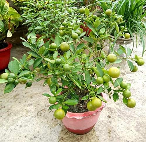 Desi Nimbu Live Plant, Kitchen Garden Lemon Tree with Pot, Indian Citrus Fruit Plant