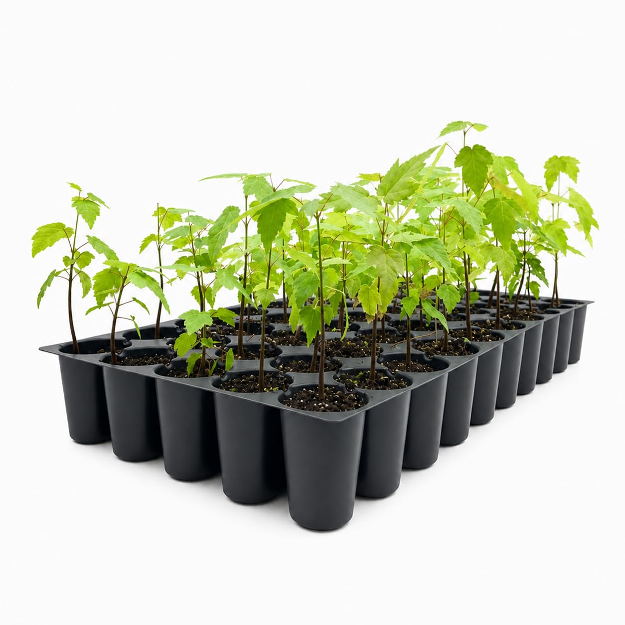 Red Maple 10 Live Trees