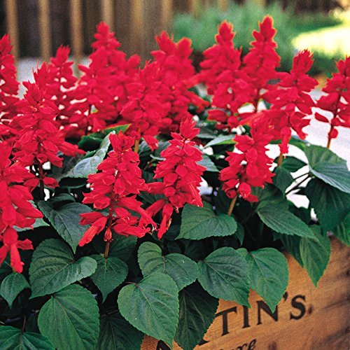 OhhSome Flower Seeds : Salvia Seeds Hybrid Hanging Flower Seeds - Garden Flower Seeds Pack - Eco" (B07WN5F9X2) Amazon Price History, Amazon Price Tracker