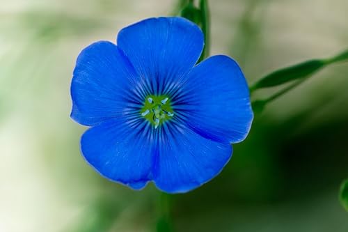 Miniatura 4 de Linda flor de jardín azul de lino por Seed Kingdom Bulk 30,000 semillas