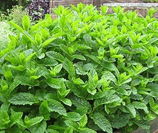 Moroccan Mint Mentha spicata aromatic herb plant bees butterflies pollinators ground cover 9cm pot
