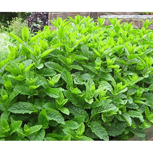 Moroccan Mint Mentha spicata aromatic herb plant bees butterflies pollinators ground cover 9cm pot