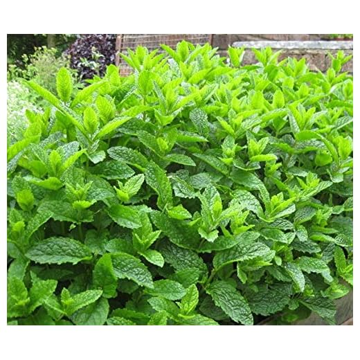 Moroccan Mint Mentha spicata aromatic herb plant bees butterflies pollinators ground cover 9cm pot