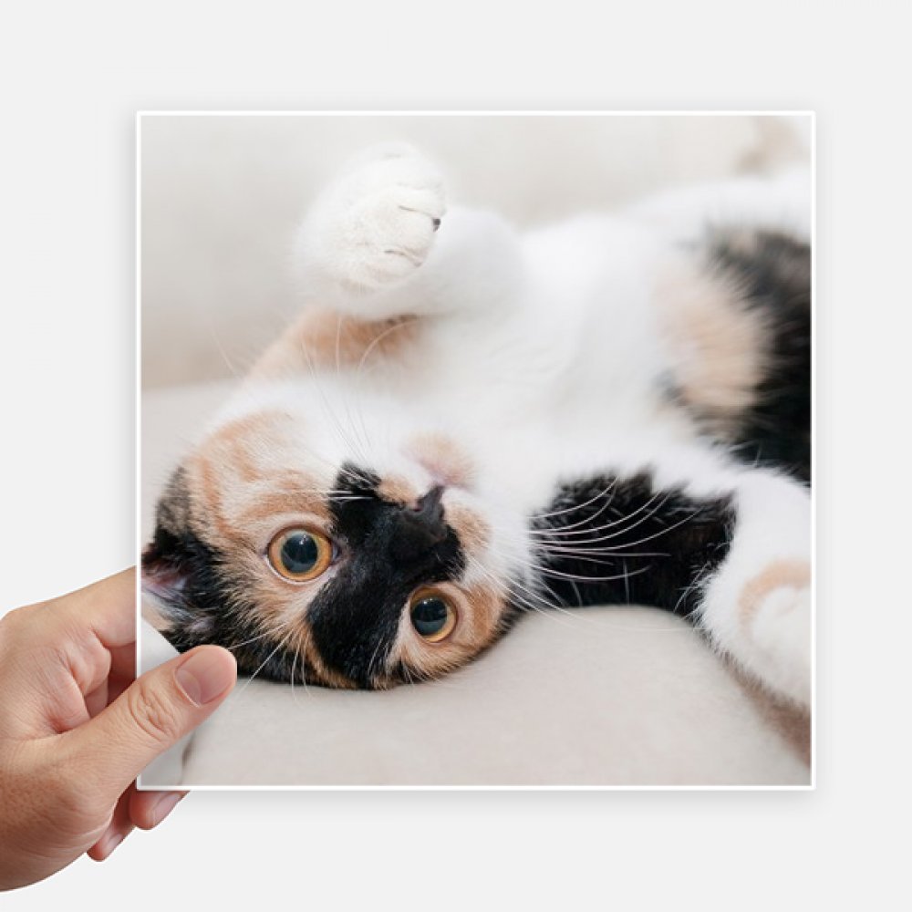 Autocollant chat kitty stripes de 20 cm pour décorer votre ordinateur ou valise