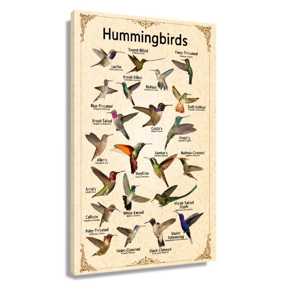 Vintage Crow And Vulture Art, 1966 Bird Identification Wall Art Prints - View #2