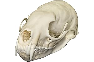 Real American Marten Skull: Unparalleled Quality from Skulls Unlimited International