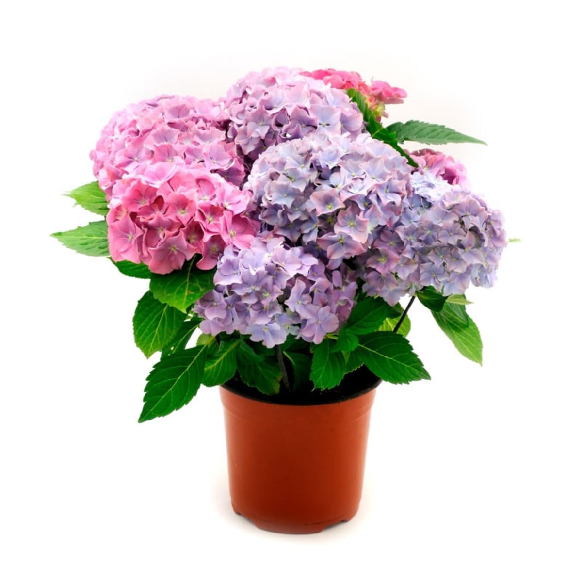 Verdecora Hortensia Planta Natural en maceta de 3L | Planta de Interior o Exterior con Floración Abundante | Ideal para Jardines y Terrazas | Colores Vivos y Decorativos