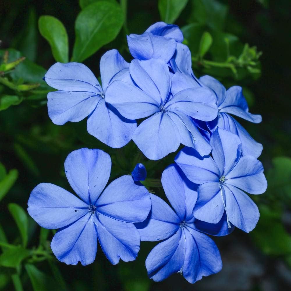 Plumbago Flower Plant