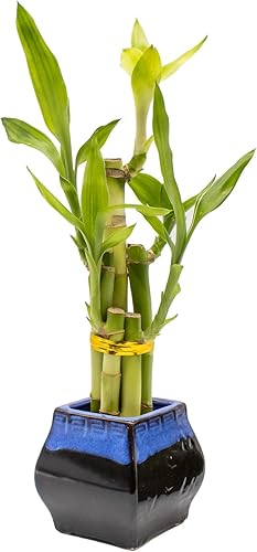 Miniatura 2 de NW Wholesaler - Planta de interior en maceta de bambú de la suerte de 5 tallos en jarrón moteado marrón de cerámica, planta de la suerte, planta de