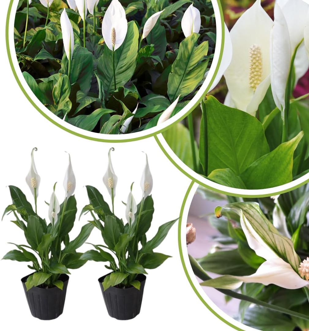 Pack 2 Peace Lily Plants, Peace Lily Houseplant, Well Rooted Indoor House Plant 4-7 Inch Tall, Green Foliage