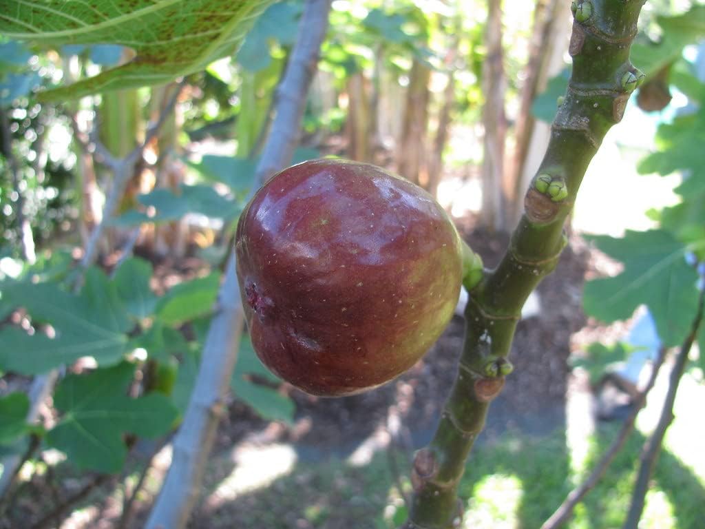Brown Turkey Fig Tree - A Gift That Keeps Giving - Self Pollinating Live Fruit Plant by DAS Farms