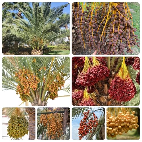 semi di palma da datteri, decorazione giardino resistente 35pcs