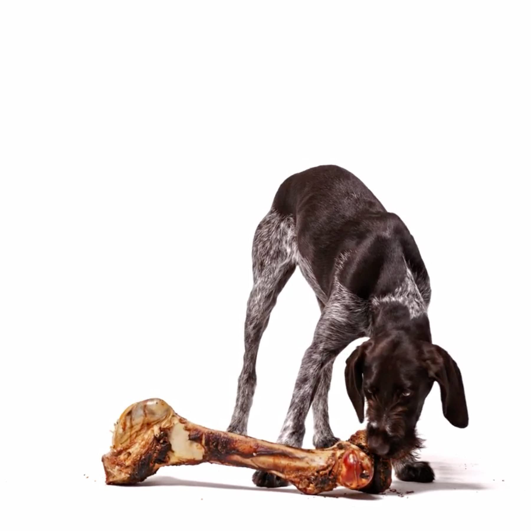 Osso Da Masticare Per Cani BetterBone - Gusto Manzo, Taglia Large, Senza Nylon E OGM - Foto 2