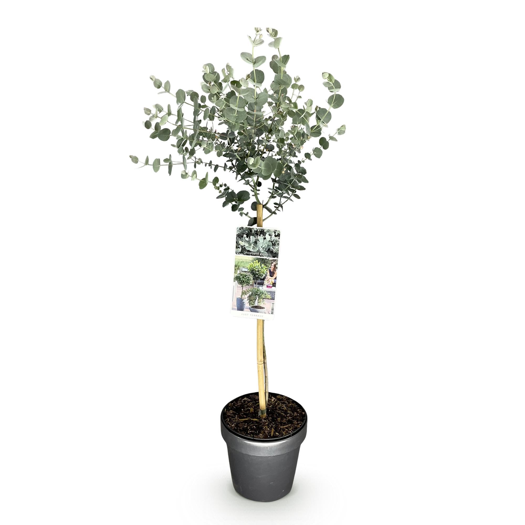 Eucalipto en Copa, para Terraza y Jardín, Hojas Gris Verde, Maceta 19 cm
