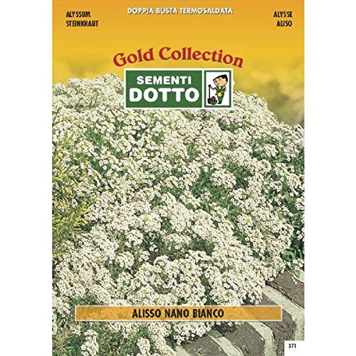 Semi di ALISSO Bianco Nano - h cm 15