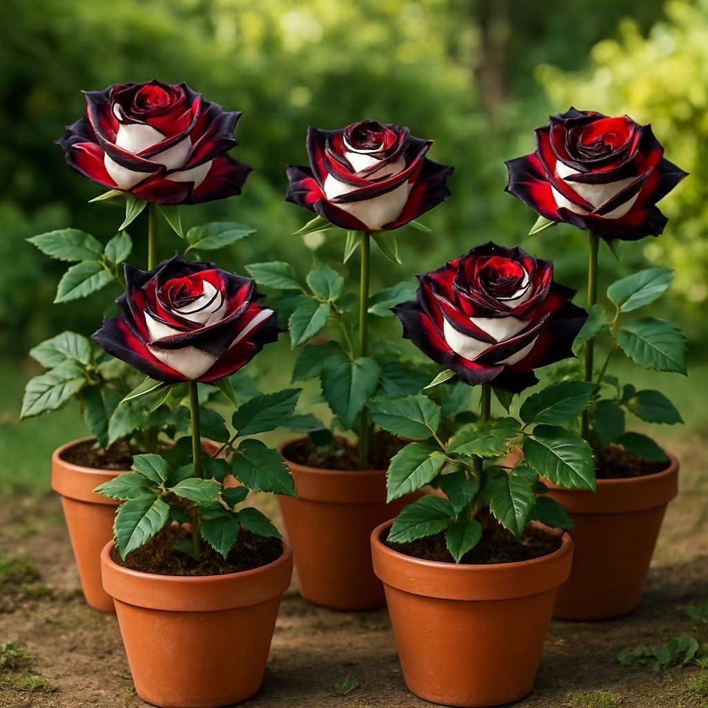 50+ Hybrid Rose Seeds (Red, White & Black Hybridization Mix) | Easy to Grow in All-Season, Fragrant Flowers for Home Garden