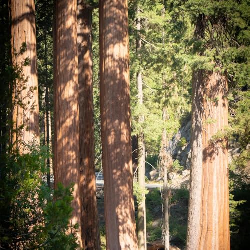 semi di sequoia resistenti - interno aiuola rialzata per balcone 25pcs