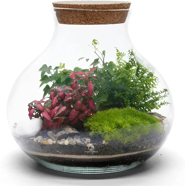 Tropical Glass Terrarium Kit for Adults with Plants & LED Light, 24cm