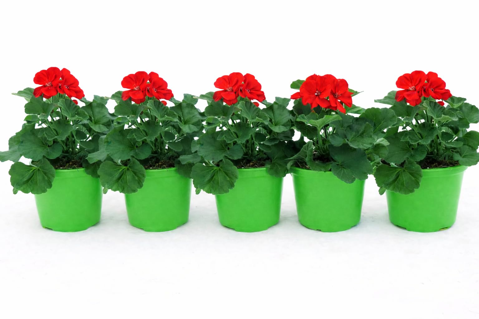POWERS TO FLOWERS - GERANIO ZONALE "HERCULES", PELARGONIUM, 5 PIANTE VASO 14 ROSSO, piante vere