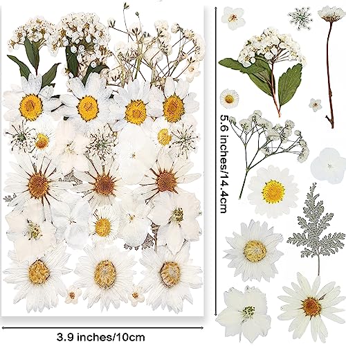 YoothBro White Dried Pressed Flowers for Resin Molds,Real Natural Pressed Flowers for DIY Art Crafts,Candle Making - Image 2