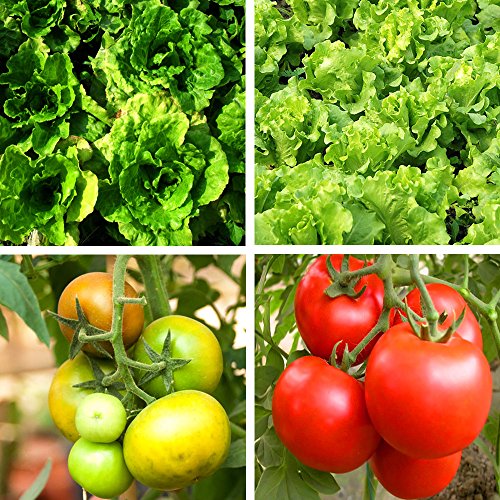 CHEE MONG LED Grow Light Bulb, High Efficient