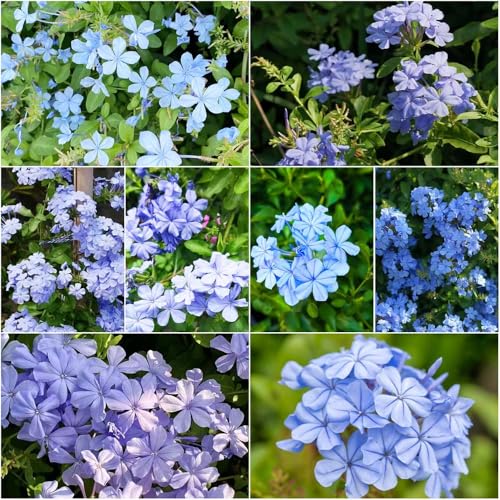 plombago semi interni serie di rare insolite decorazione balcone estate perenne resistenti 250pcs semi