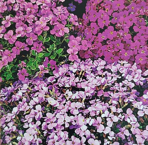 400 Samen Blaukissen Mix Staude Steingarten Aubrieta Polsterstaude Staude