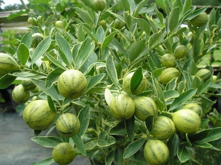Image of GreenWorld Special Sweet & Rare Big Size Thai Variegated Malta /Mosambi (GRAFTED) Live Plant,Thailand Variety Lemon,''Fruit After 1 Year''