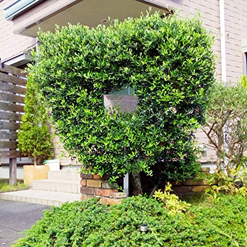 Katanabox Prime Op - Stainless Steel Post Mount Modern Design Mailbox With Lock And Key Extra Large Letterbox Rust Proof For Modern House Apartment Rural Roadside 17" X 11" X 7"(Green) #TOP2