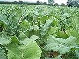  1 oz Pack- apprx 10.000 Semillas ENANOS ESSEX Seeds VIOLACIîN Kale (Brassica napus) de verduras, tierna dulce y crujiente.