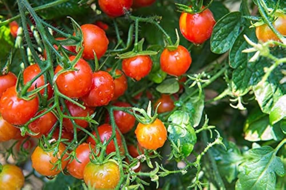Deshi tomato live plant | Pack of 3-image-43