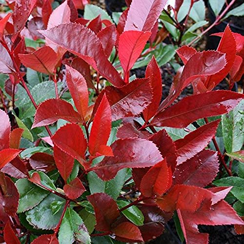 Photinia Red Robin Espalier - 160cm x 120cm 60 Litre Pot - Instant Screen :  Amazon.co.uk: Garden