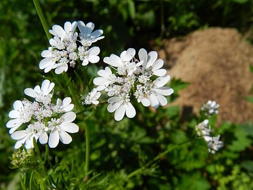 Miniatura 4 de Cilantro (perejil chino Dhania) Vegetal sin OMG para plantar 500 semillas