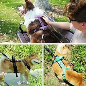 Patas-Lague-No-Pull-Dog-Harness-for-Large-Dogs-Soft-Adjustable-Step-in-No-Choke-Dog-Harness-and-Leash-Set-Reflective-Solid-Dog-Vest-Harness-with-Buckle-Lock-Black-XL - Cucciolini Doodles Patas-Lague-No-Pull-Dog-Harness-for-Large-Dogs-Soft-Adjustable-Step-in-No-Choke-Dog-Harness-and-Leash-Set-Reflective-Solid-Dog-Vest-Harness-with-Buckle-Lock-Black-XL