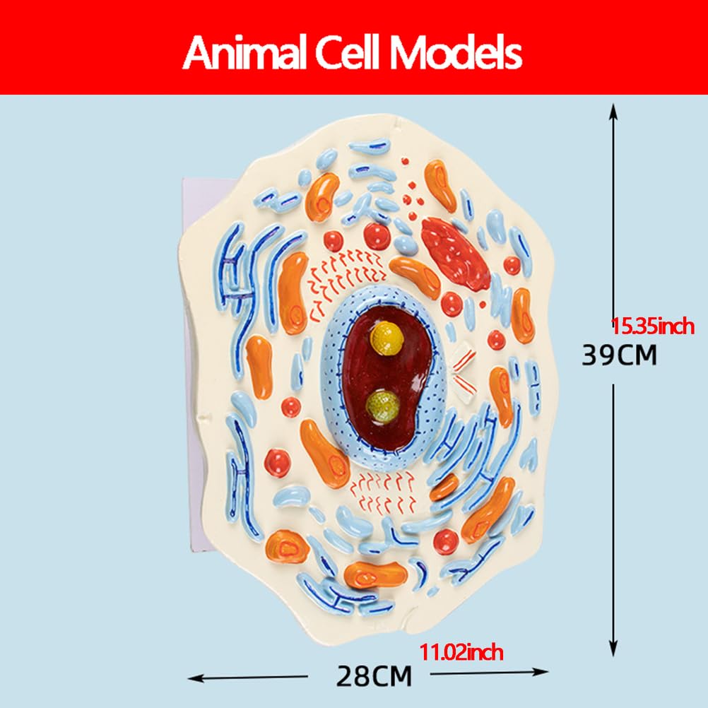 Modèle de cellules animales et végétales 4 pièces - Modèle Anatomique médical d'enseignement - Modèle d'exposition pédagogique Biologique Comparative