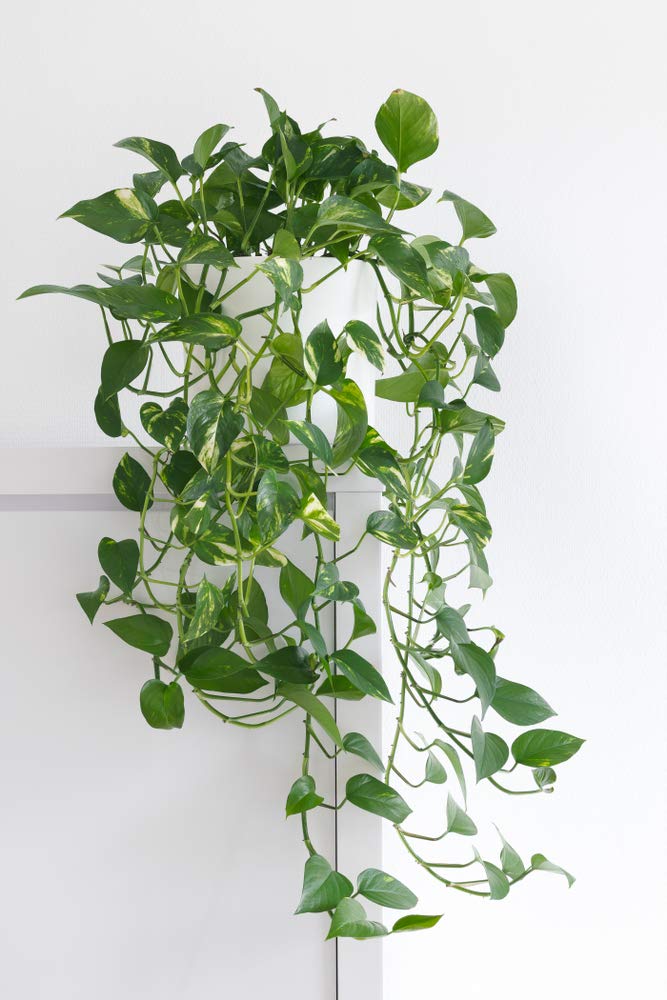 Bloomique - Juego de 2 - Scindapsus Aureum - Hiedra - Planta colgante - Plantas de interior - Plantas trepadoras para interiores - Fácil de limpiar - Purificación del aire - Altura 20-30 cm - Maceta