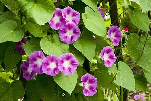Miniatura 3 de Scarlet O'Hara Morning Glory Seeds para plantar, más de 50 semillas de flores por paquete, semillas de jardín de Isla (semillas de jardín de Isla),