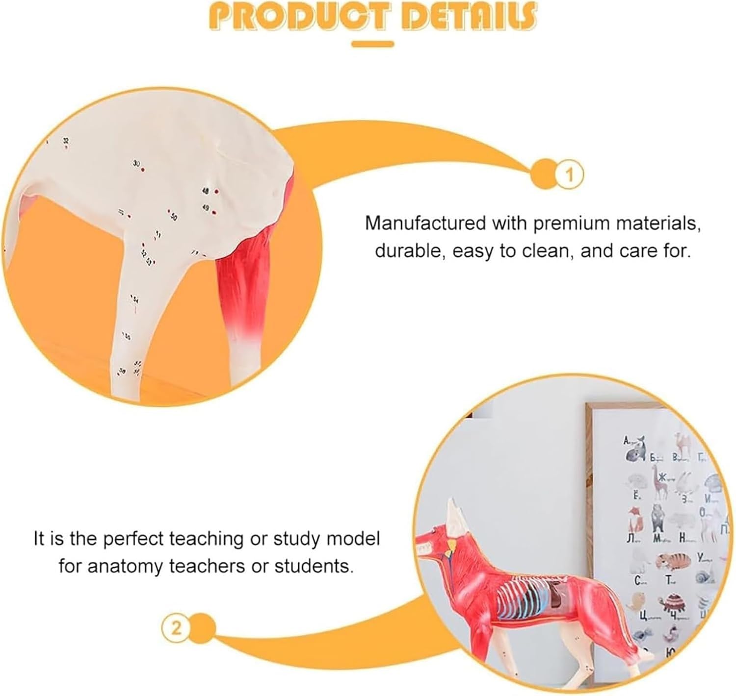 Model anatomiczny psa z akupunkturą, 4D Vision z 72 ponumerowanymi punktami akupunktury, model punktów nacisku psa, do edukacji i nauczania akupresury
