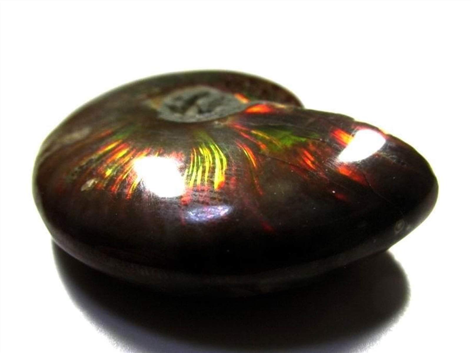 Werwer Light Rare Iridescent Ammonite Ammolite Shell Gem Fossil Specimen Home Decoration