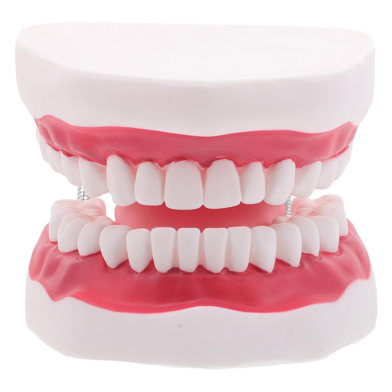 NUOBESTY Modello Di Denti Con Gengive e Lingua Per Formazione Odontoiatrica Modello Di Pratica Per Ragazza Di Denti Per Insegnamento Ortodontico