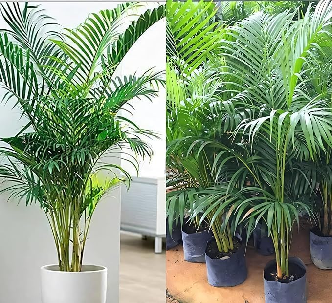GOBISXZ Areca Palm Live Tree, Indoor/Outdoor Tropical Plant, 1.5-...