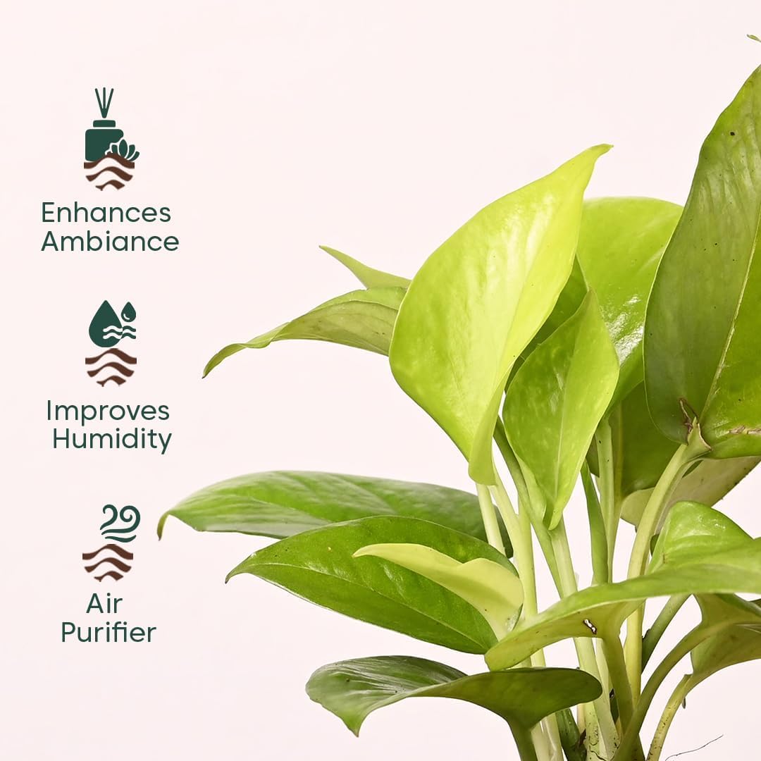 Kyari Combo of 4 Indoor Plants - Jade, Spider, Oyster (Rhoeo), Golden Money with White Self Watering Pot 4 Inch - Live Plants for Home Decor, Living Room, Office Desk - Air Purifying Vastu Plant Set 1