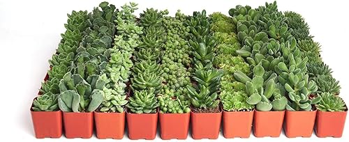 Miniatura 7 de Compre la suculenta y verde colección de suculentas., paquete de de 12