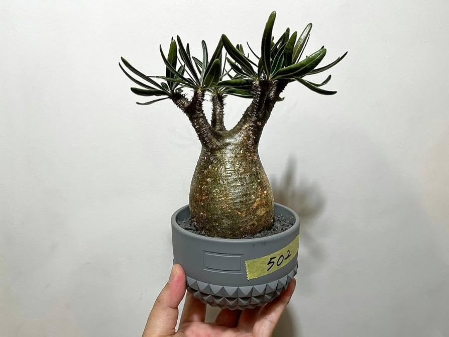 Amazon.co.jp: マダガスカル現地株 パキポディウム グラキリス  