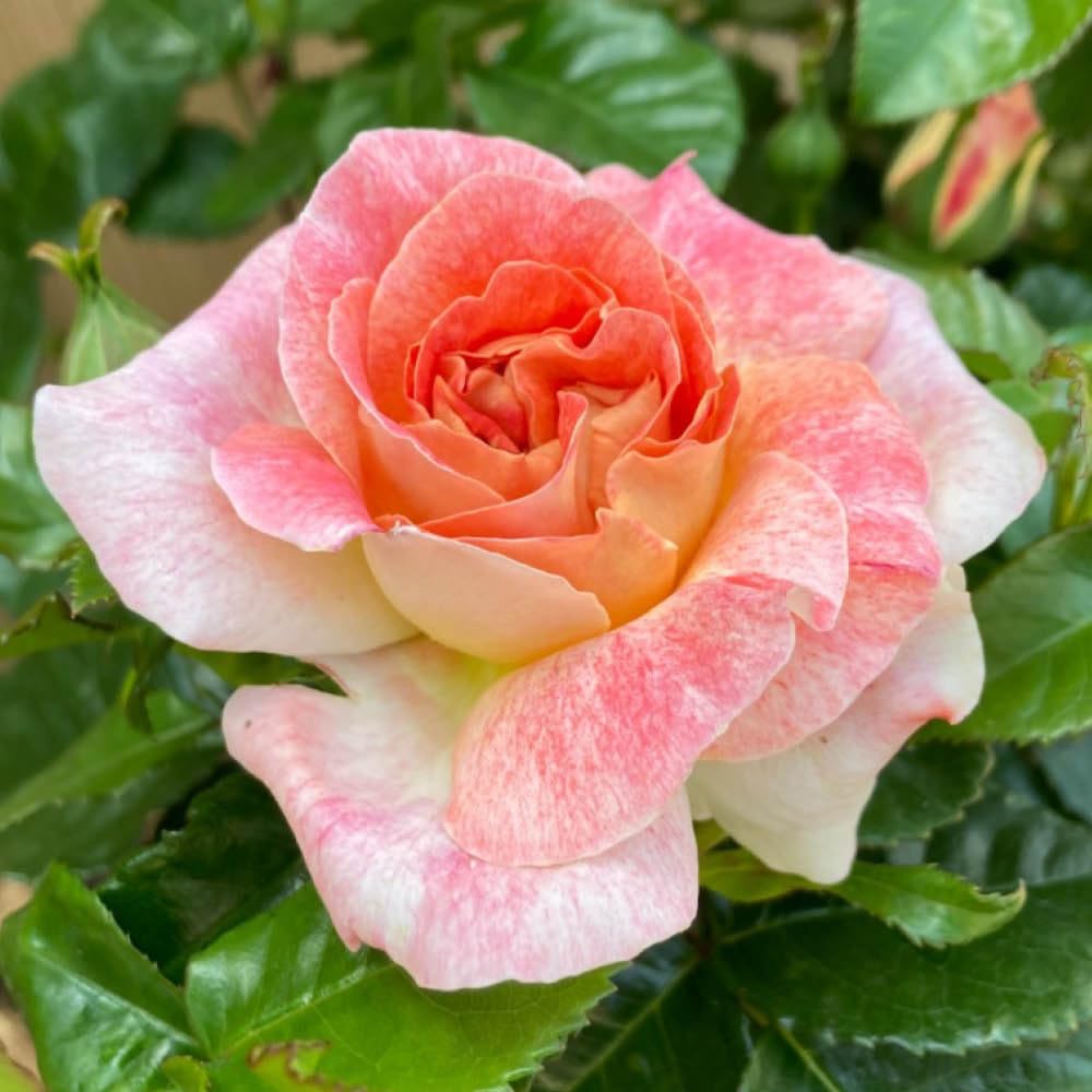 YouGarden Harkness Rose 'Love From Lucy', Established Plant in 4 Litre Pot, Ready to Plant, Rose for Pots, Beds, and Borders